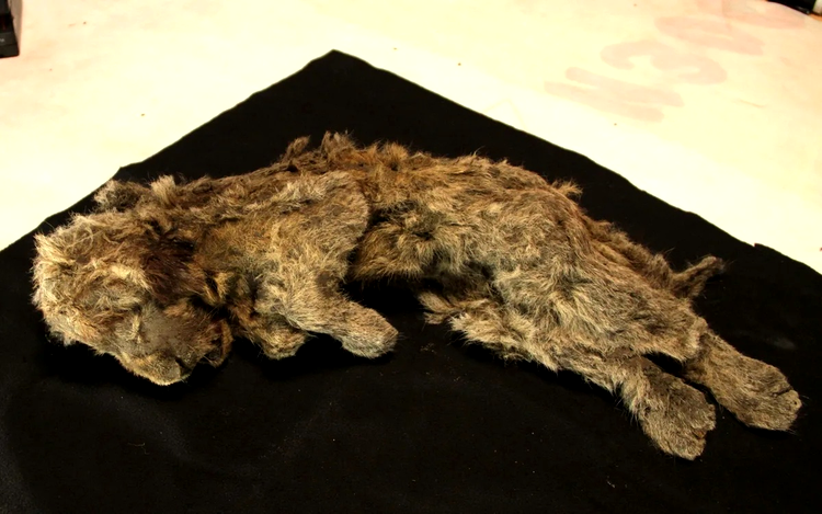 pui de leu de pestere descoperit de cercetatori in stare buna de conservare in siberia