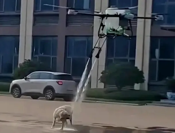 VIDEO: Cum s-a transformat un câine udat de o dronă într-o dezbatere geopolitică majoră