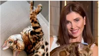 „O minune de Crăciun!” Feli, pisica bengaleză a Alinei Pușcaș, a fost adusă acasă la 10 zile de la dispariție (FOTO)