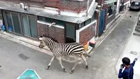 VIDEO. Zebră evadată, la plimbare prin oraș. Animalul a devenit vedetă pe internet