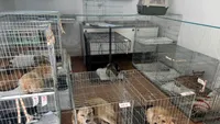 Peste 4.000 de pisici și câini sterilizați gratuit în 2025, în Ilfov: ”Dacă reducem înmulțirea necontrolată, reducem și abandonul” (FOTO)