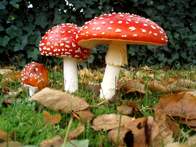 ciuperca amanita muscaria
