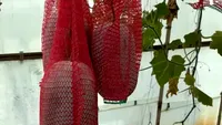 Fructul delicios care nu se strică timp de un an. Este cultivat chiar în România, la Buzău, și are 20 de kg