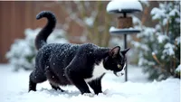 Viralul zilei | Cum se bucură pisicile de iarnă și zăpadă. Imaginile adorabile care au fermecat internetul (VIDEO)