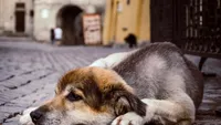 O piață care crește în tăcere: ce se întâmplă în spatele industriei de îngrijire a animalelor