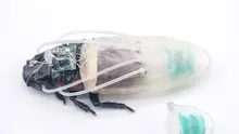 Cercetătorii au creat un gândac-cyborg capabil să reziste sub apă timp de trei ore