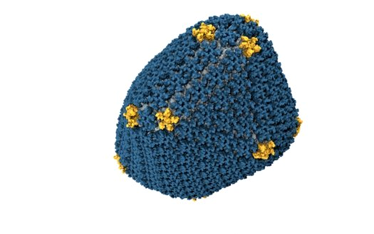 Structura virusului HIV, decodată cu ajutorul procesoarelor grafice Nvidia
