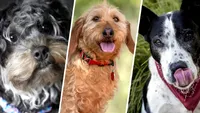 Surpriză pentru iubitorii de animale! Trei rase noi de câini incluse în registrul American Kennel Club. Sunt jucăuși și inteligenți, cu nume neobișnuite