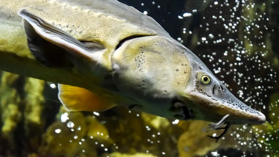 Sistem high-tech de 16,7 milioane lei pentru paza sturionilor pe Dunăre, pregătit de Ministerul Mediului