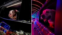 Magia Crăciunului văzută prin ochii animalelor. Stăpânii le oferă câinilor cel mai frumos cadou de sărbători: ocazia să se bucure de luminițe și decorațiuni (VIDEO)