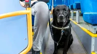 Adio plimbări gratis pentru animalele de companie. Stăpânii de pisici și câini trebuie să le plătească bilet separat în transportul public