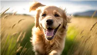 Viralul zilei | Un Golden Retriever plânge când își revede iubita după o lună: Imaginile care au înduioșat internetul (VIDEO)