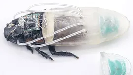 Cercetătorii au dezvoltat gândacul de bucătărie cyborg amfibiu. La ce ar putea fi folosită insecta?