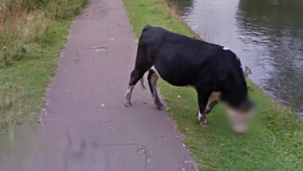 Cum a ajuns Google să blureze faţa unei vaci în serviciul Street View