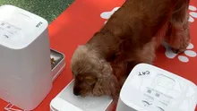 Cum îți poți lăsa animalul de companie singur câteva zile cu ajutorul tehnologiei