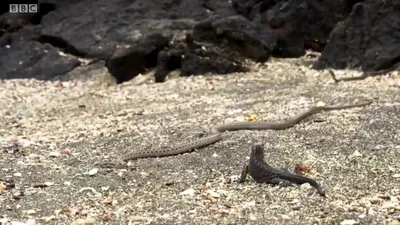 BBC Earth a publicat un nou clip cu momentul în care puiul de iguană scapă ca prin urechile acului după ce este atacat de zeci de şerpi