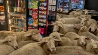 Surpriză în supermarket. Angajații și clienții s-au trezit cu 50 de oi în magazin. Imaginile au devenit virale (VIDEO)
