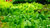 Condimentele nelipsite din salate care pot deveni toxice pentru ficat, conform specialiștilor