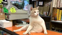 Bodega Cats: Pisicile care păzesc magazinele din New York ar putea fi protejate prin lege