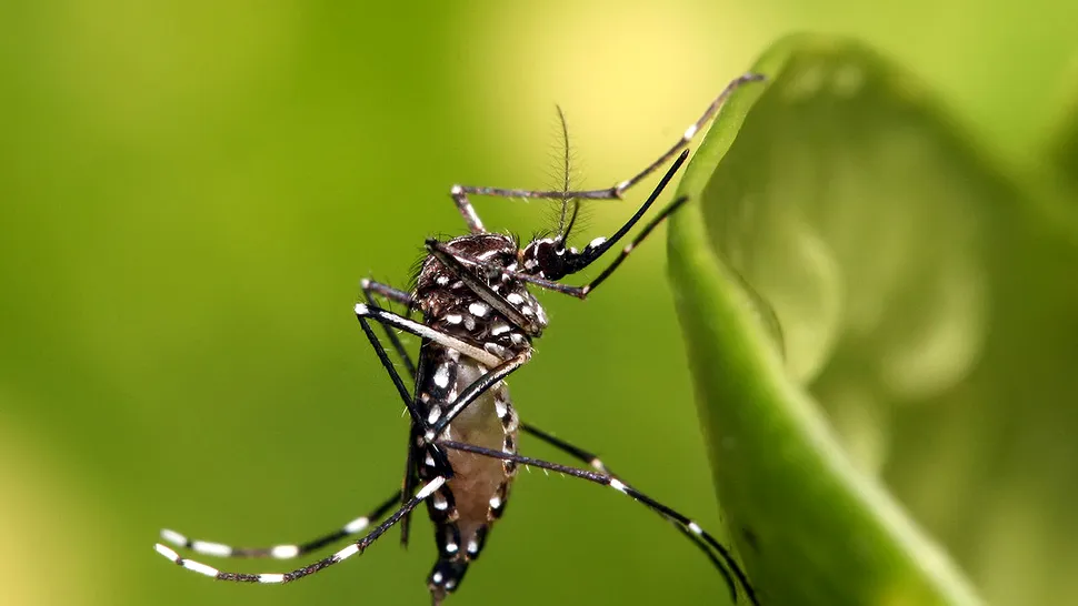 Sute de milioane de țânțari modificați genetic vor fi eliberați într-un stat